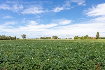 het-bedrijf-aardappelen-1