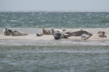 Foto: Zeehonden